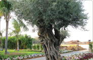 עצי זית עתיקים