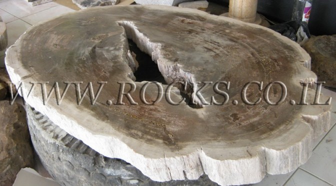 עצים מאובנים, גזעים מאובנים, עץ מאובן, כפר הסלעים